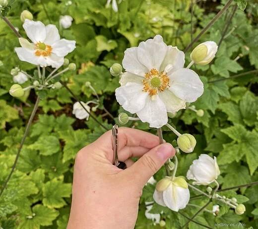 Sasanka japonská (Anemone hupehens)