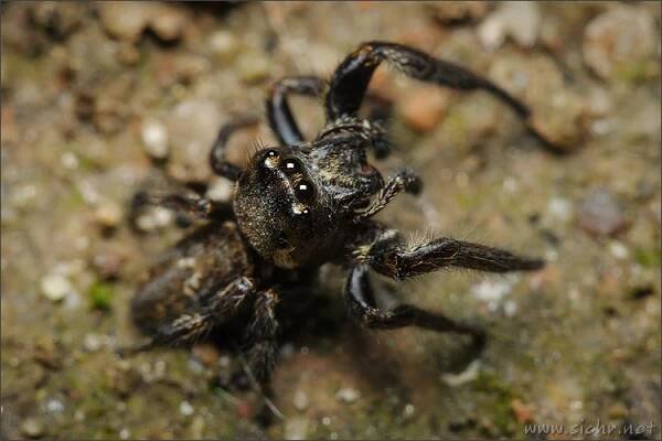 Česká arachnologická společnost - Rod: Macaroeris → Čeleď: Salticidae