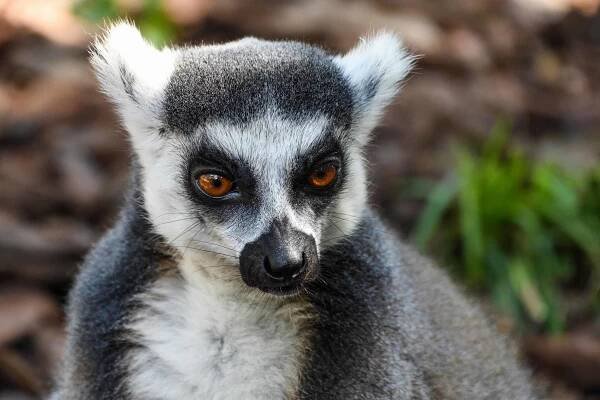 Lemur, Madagaskar, portrét, příroda, volně žijící zvířata, zvíře