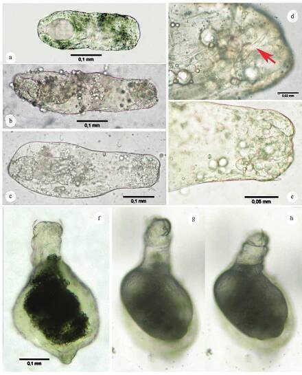 Fig. 7. Monorthochaeta nigra Blood, larva: a — about 36 hours after oviposition; b, c — about 48 hours after oviposition; d — head of the larva shown in b, enlarged (mandible arrowed); e — enlarged head of the larva shown in c; f-h — about 60 hours after oviposition. 