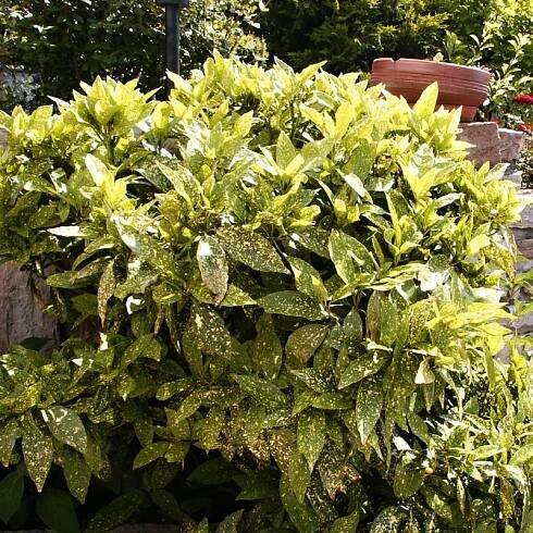 Aucuba japonica Variegata
