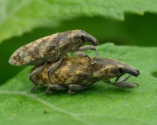 Macro Photography Tours Sydney - Let's Go Buggin - BOOK HERE