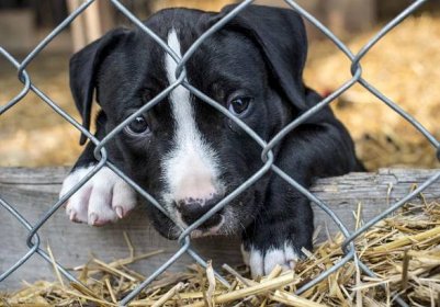 Koupě psa bez papírů je špatný nápad (Zdroj: Shutterstock)