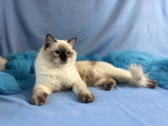 Home - Winter Legends Ragdoll Cattery