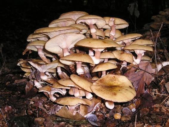 Medové houby – popis, pěstování, druhy, odrůdy, péče, kde roste, foto