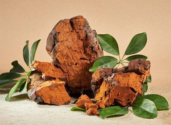 Chaga - Houba známá také jako Dar od Boha
