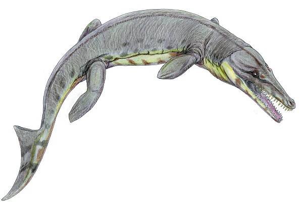 Metriorhynchidae