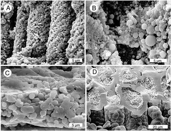 Late Tertiary Petrified Wood from Nevada, USA: Evidence of Multiple Silicification Pathways