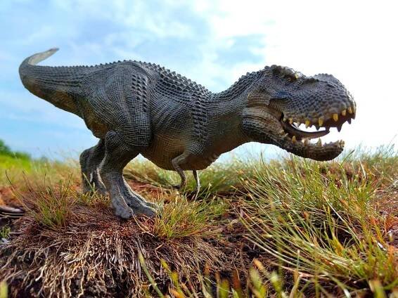 Chytrý jako opice? Tyrannosaurus byl spíš svalnaté monstrum, ne inteligentní predátor