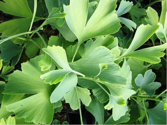 Jinan dvoulaločný - Ginkgo biloba ANDRE BRIANT®