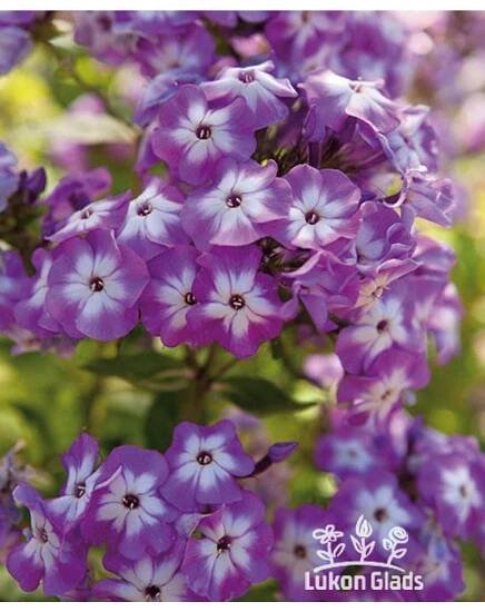 Phlox paniculata ECLAIREUR - plamenka latnatá, flox