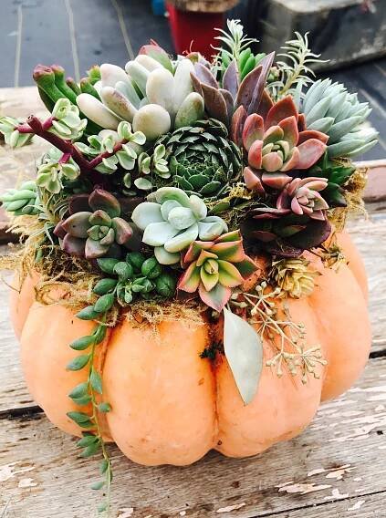 Succulent Pumpkin for Thanksgiving Decor