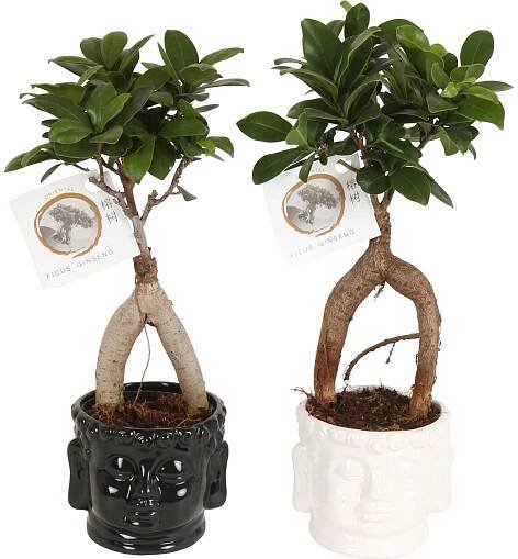 Bonsaj fíkovníku (Ficus microcarpa) Ginseng, v keram. květináči, pr. cca 11 cm