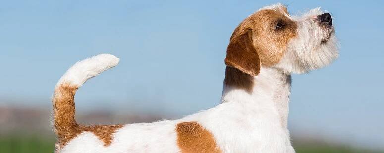 Jak dlouho roste Jack Russell Terrier?