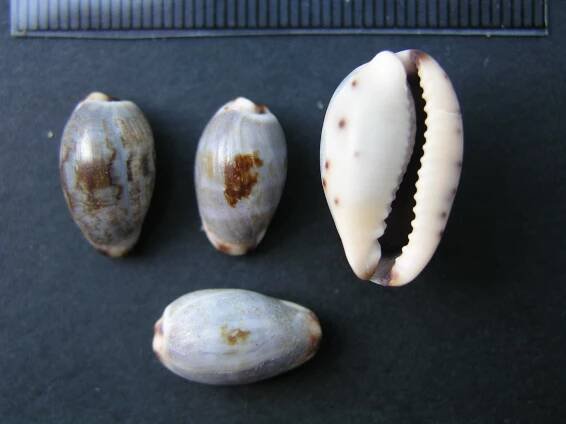 Purpuradusta gracilis