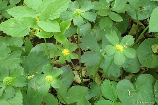 Hvězdnatec zubatý (Hacquetia epipactis)