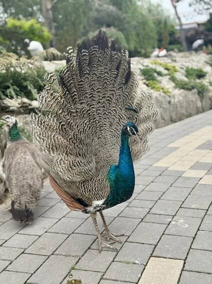 Minieuroland, Kladsko Výletysakinu.cz