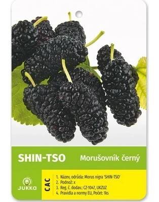 Moruše zakrslá - Shin-Tso