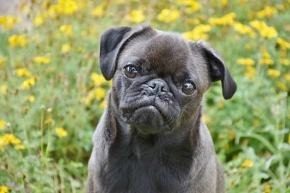 Guide To Pug Care