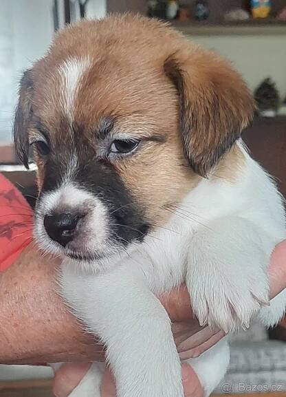 Jack Russell Terier