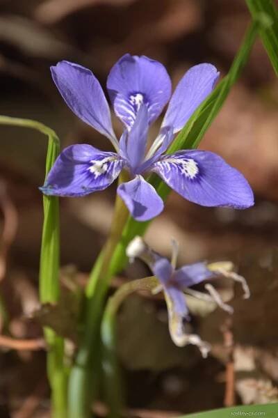 Kosatec - Iris rossii subsp. latifolia