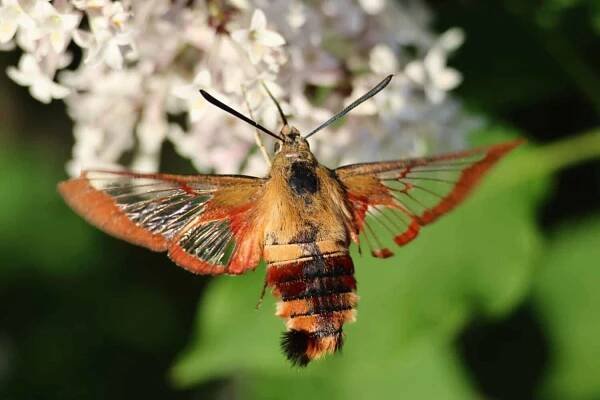 A hummingbird clearwing collecting nectar from lilacs.