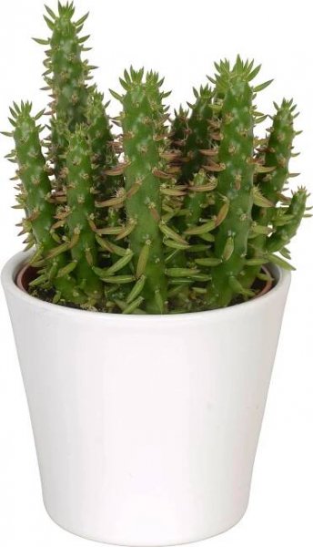 Kaktusy mix v bílé keramické nádobě o průměru cca 13 cm