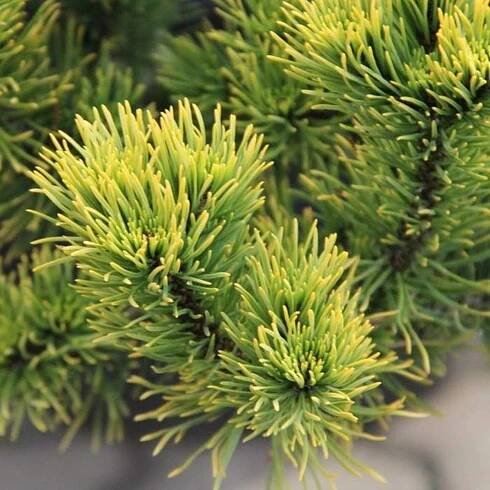 Borovice kleč 'Carsten's Wintergold' 5 litrů
