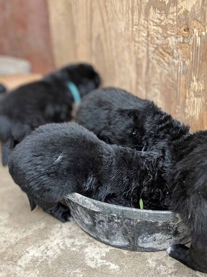 Bailey and Ray had their January 2019 Litter | Nampa Newfies