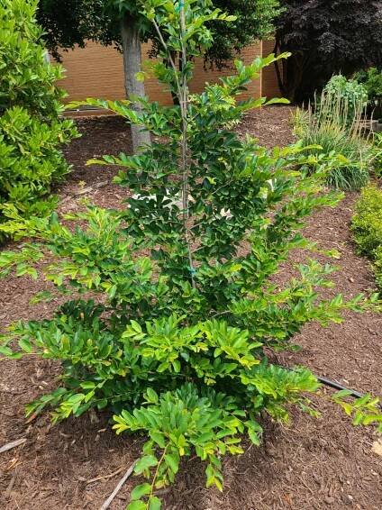 Distylium × Parrotia