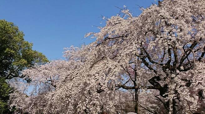 Tokyo must-see sakura spots