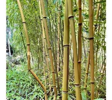 Listoklasec zlatopruhý ‘Spectabilis’ lat. Phyllostachys aureosulcata 150-200cm  Listoklasec zlatopruhý ‘Spectabilis’ (Phyllostachys aureosulcata) – mrazuvzdorný bambus s výrazným žlutým zbarvením