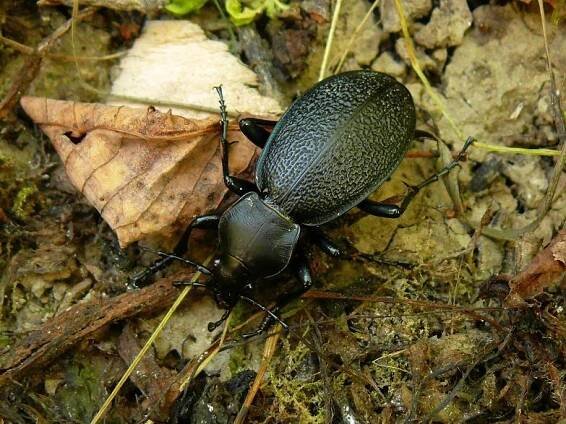 Carabus coriaceus rugifer (střevlík kožitý) | BioLib.cz