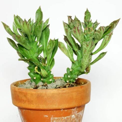 Euphorbia succulenta