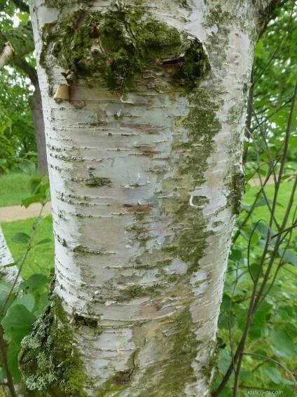 Bříza pýřitá - Betula pubescens