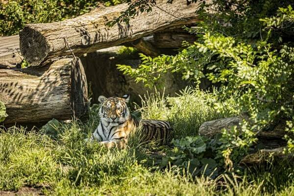 Zoo Hluboká nad Vltavou - Jakub Kováč (fotograf)