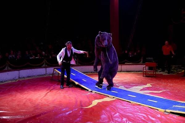 Legendární cirkus Humberto okouzlil Hodonín. Ředitel: „Zvířata jsou naše rodina"