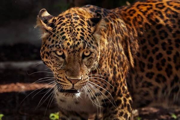 Bůh přichází v noci: Amazonští jaguáři bojují o přežití