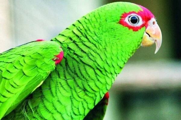 O nás | Papouščí zoologická zahrada