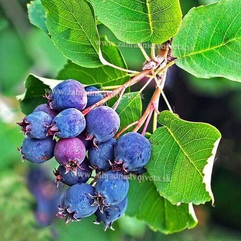 Amela amelanchier alnifolia muchovník Saskatoon berry kontajner p12cm / 40-60cm
