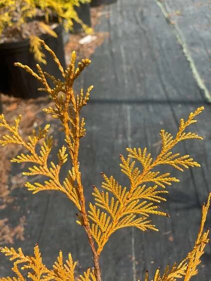 Thuja plicata 'Zebrina Xtra Gold' Variegated Western Red Cedar