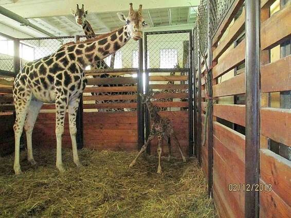 Nemocného žirafího samce museli v zoo utratit, zplodil 37 mláďat