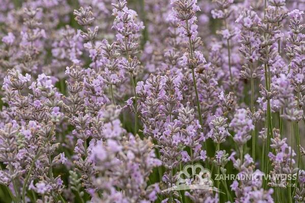 LEVANDULE RŮŽOVÁ - LAVANDULA ANGUSTIFOLIA "ROSEA"