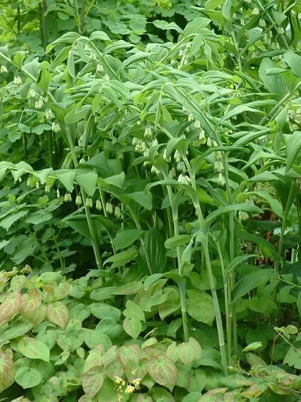 Polygonatum x hybridum
