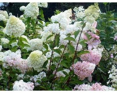 Hydrangea paniculata Vanille Fraise (hortenzie latnatá)