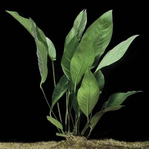 Best Quality Freshwater Aquarium Plants Largest Aquatic Plant Nursery Florida — Florida Aquatic Nurseries