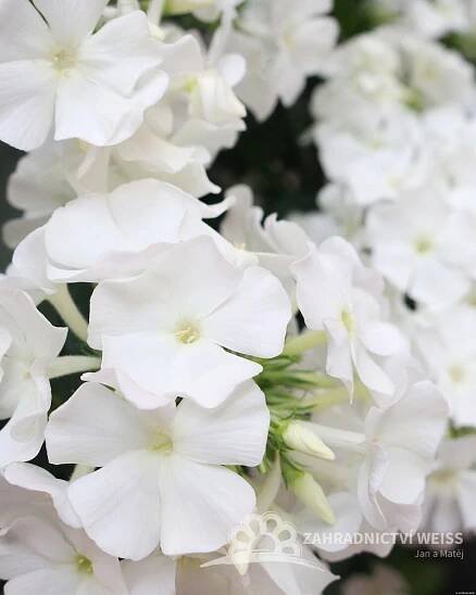 PHLOX PANICULATA FLAME PRO WHITE ®