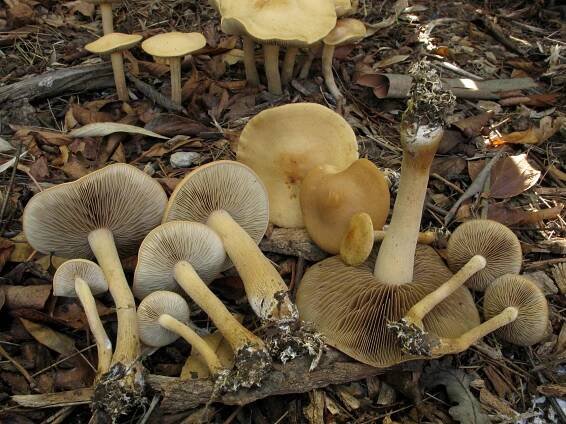 Agrocybe putaminum