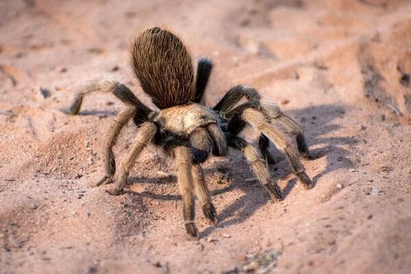 pouštní tarantula - sklípkanovití - stock snímky, obrázky a fotky