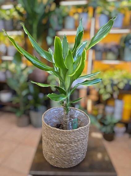 Dracaena Fragrans Golden Coast